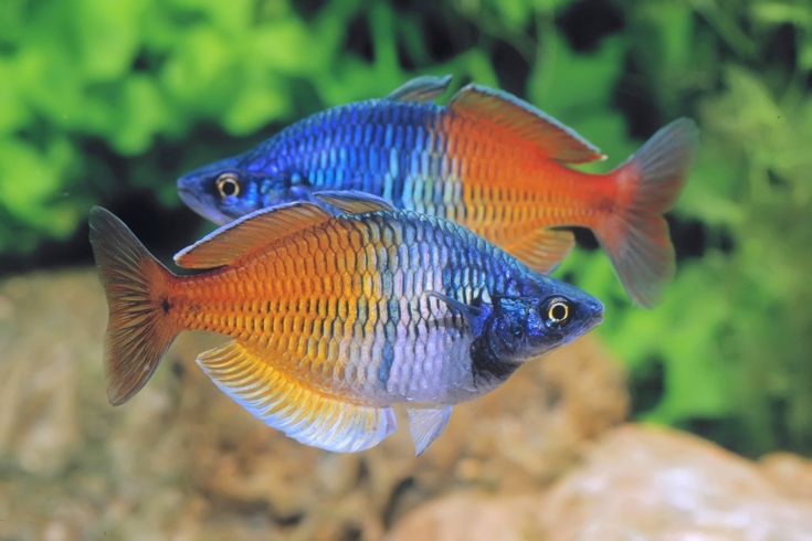 彩虹鱼品种 Rainbow fish