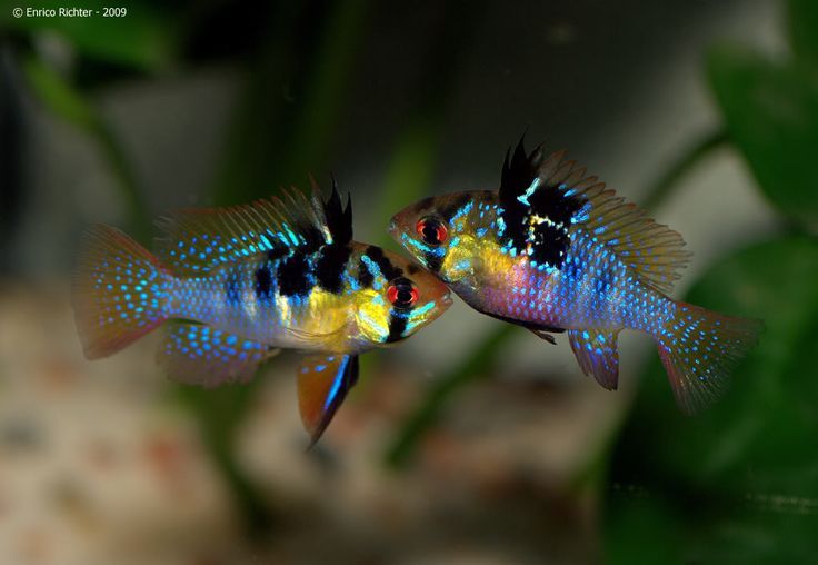 短鲷 Dwarf Cichlids