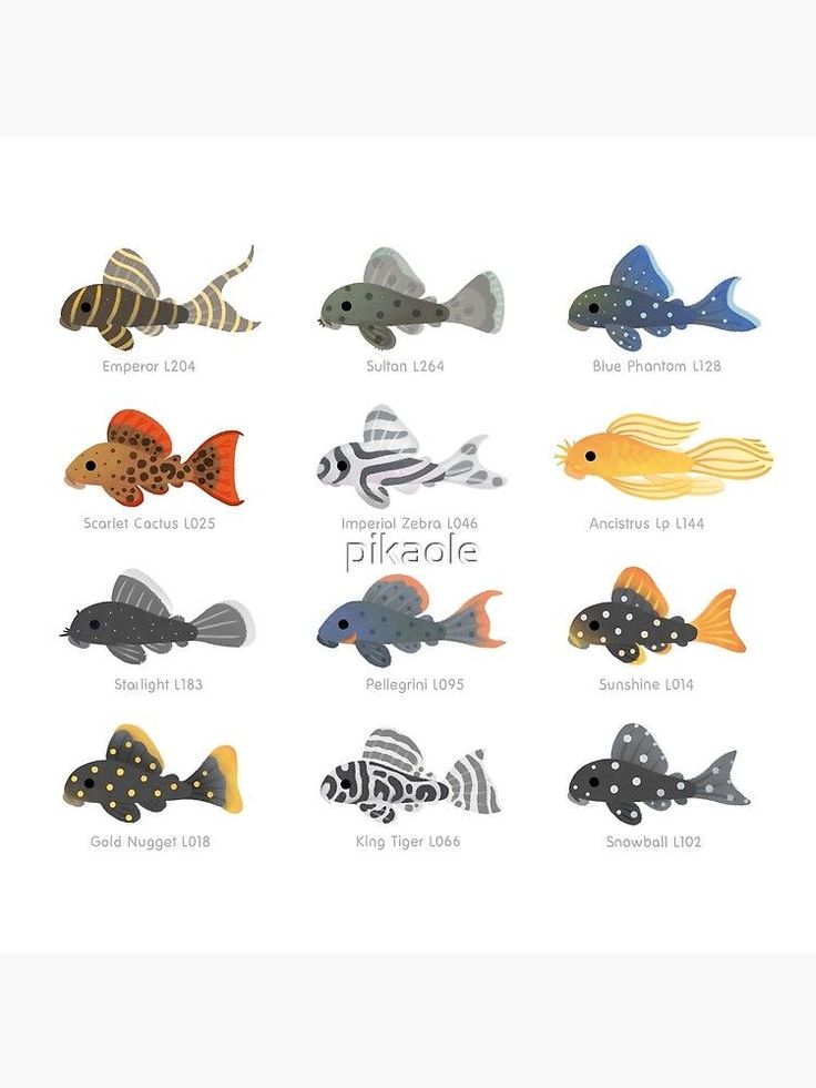 异型鱼 Pleco
