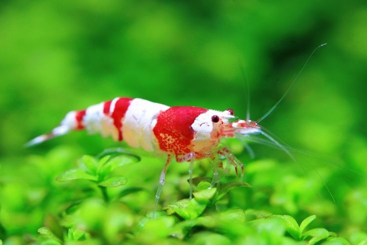 观赏虾品种