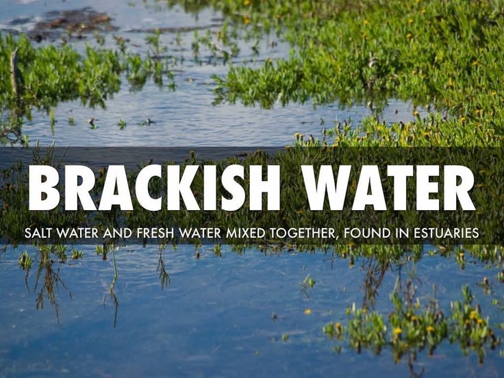 汽水环境 Brackish Water