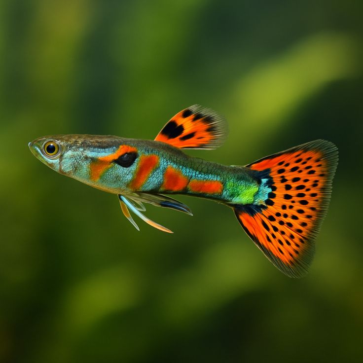 孔雀鱼品种 Guppy