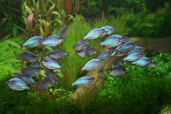 Melanotaenia praecox - dwarf neon rainbowfish