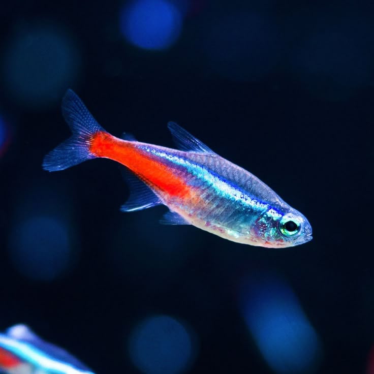 灯科鱼品种 Tetra
