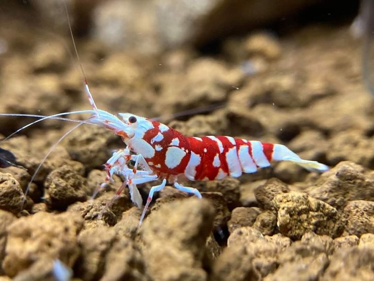 水晶虾 Crystal Shrimp