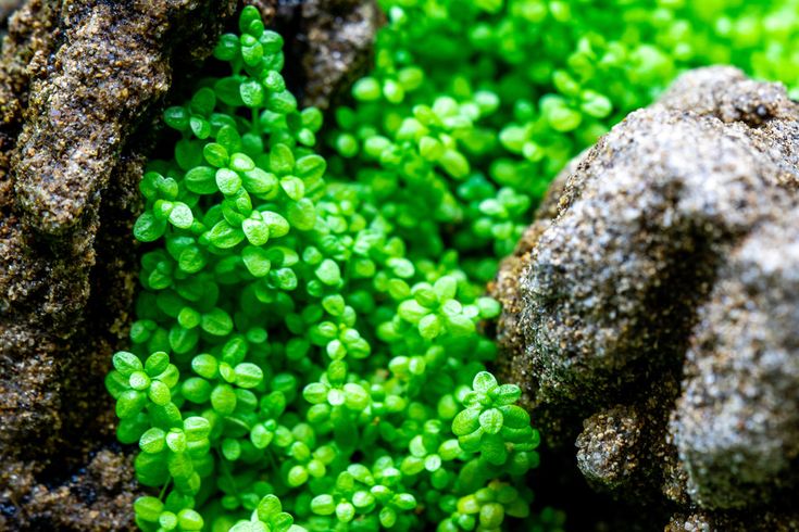 水草品种 Water Plants