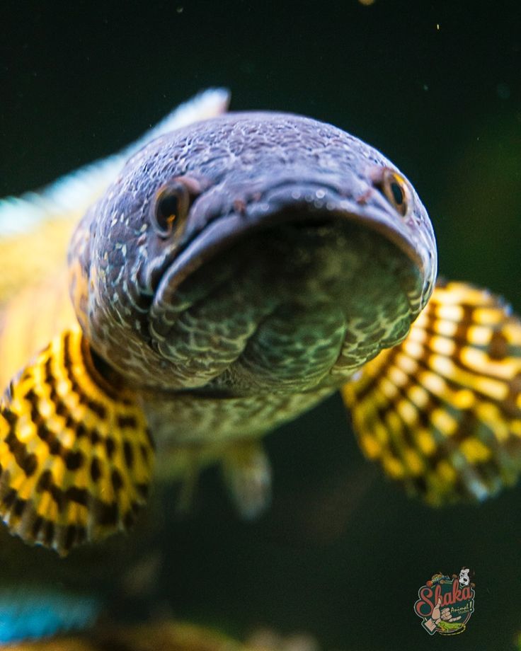 雷龙鱼 Channidae