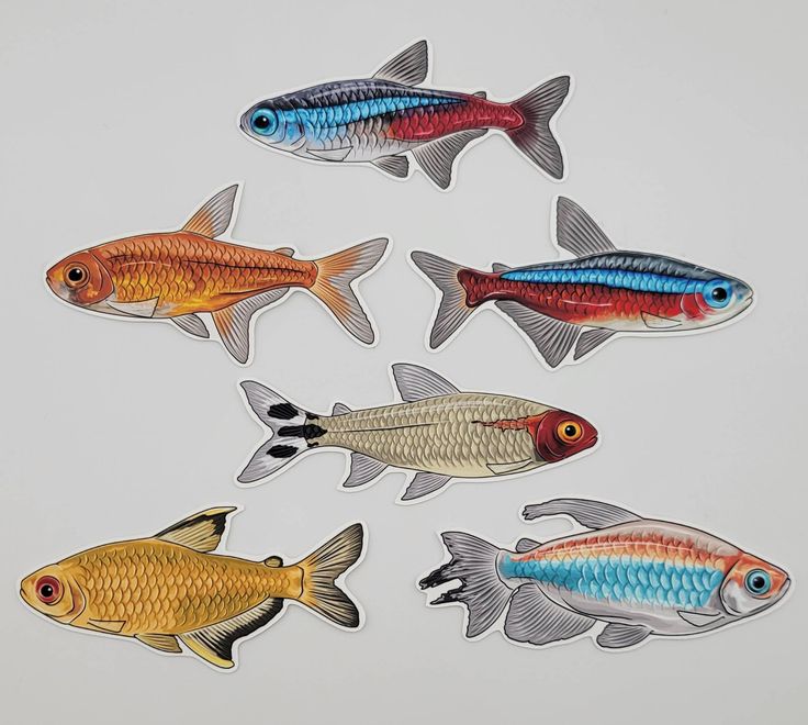 脂鲤科 Characidae